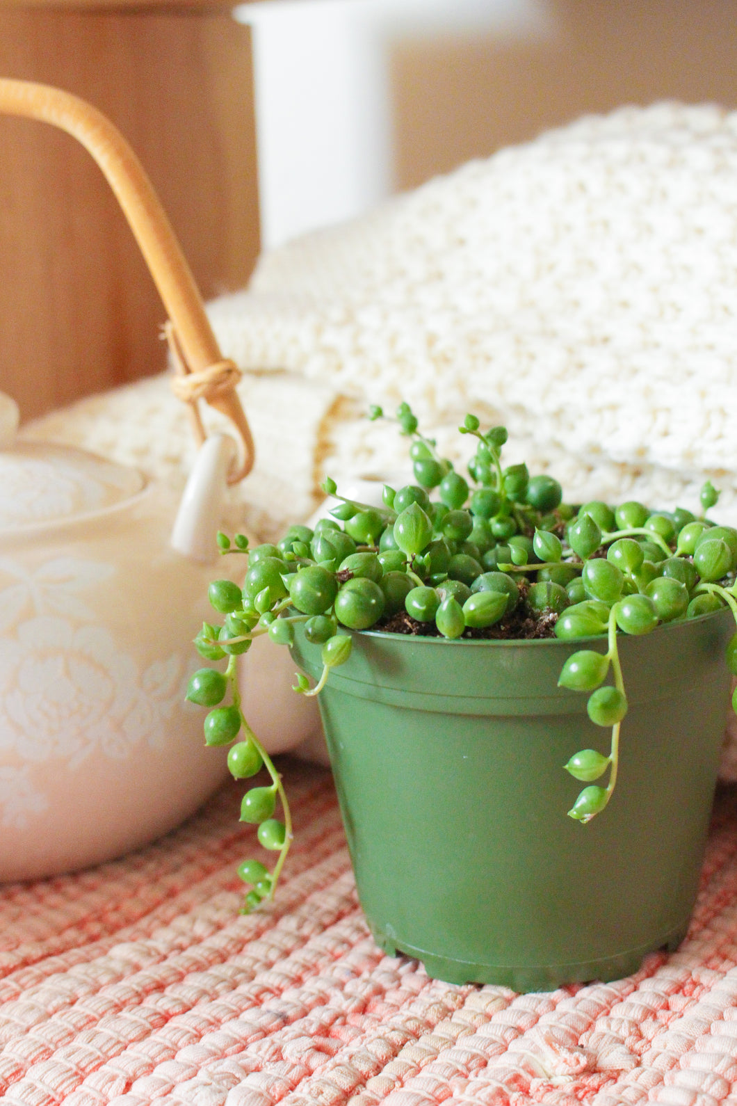 String of Pearls Succulent 4”