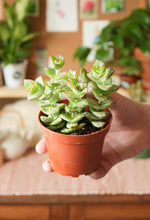 Load image into Gallery viewer, String of Buttons/Ivory Towers Succulent 4”
