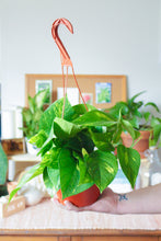 Load image into Gallery viewer, Golden Pothos Hanging Basket 6”
