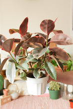 Load image into Gallery viewer, Ruby Ficus 6”
