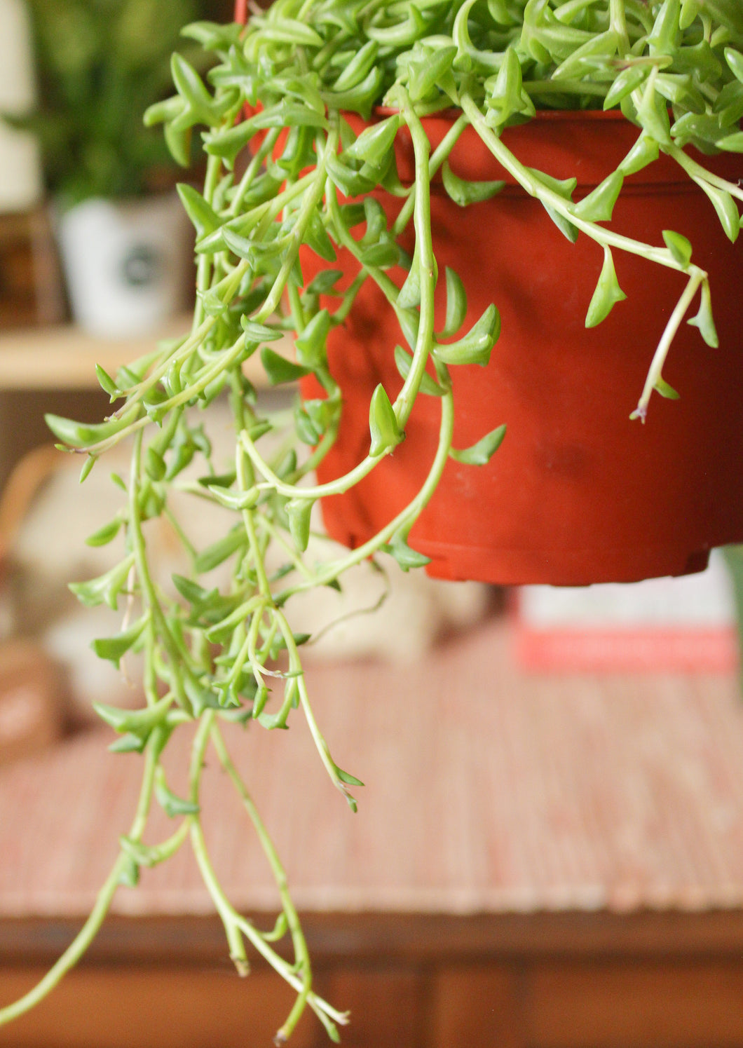 String of Dolphins Hanging Basket 6”