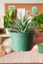 Load image into Gallery viewer, Haworthia Zebra 6”
