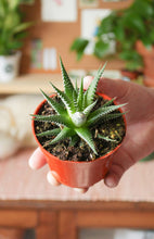 Load image into Gallery viewer, Haworthia Zebra 4”
