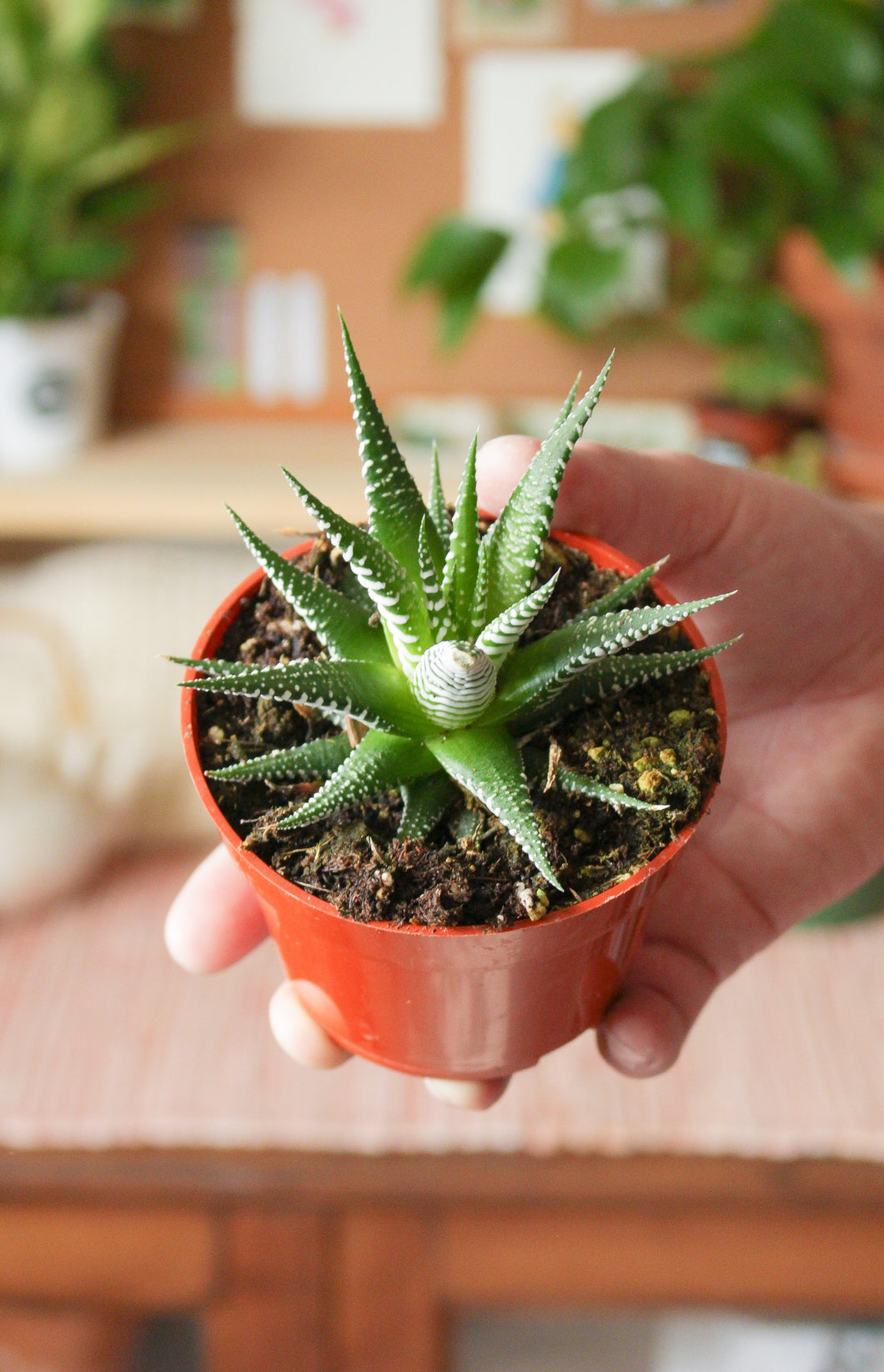 Haworthia Zebra 4”