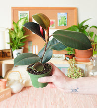 Load image into Gallery viewer, Ficus Burgundy Rubber Tree 4”
