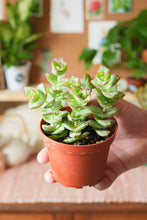 Load image into Gallery viewer, String of Buttons/Ivory Towers Succulent 4”
