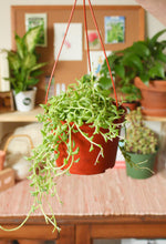 Load image into Gallery viewer, String of Dolphins Hanging Basket 6”
