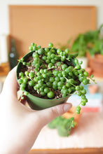 Load image into Gallery viewer, String of Pearls Succulent 4”
