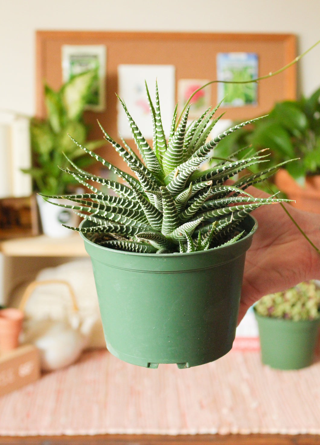 Haworthia Zebra 6”