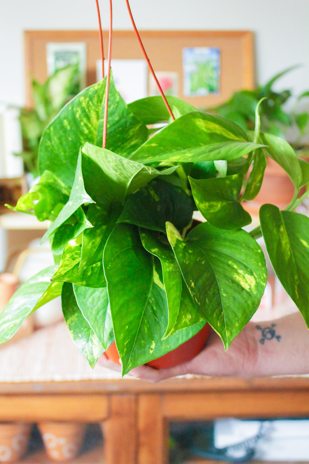 Golden Pothos Hanging Basket 6”