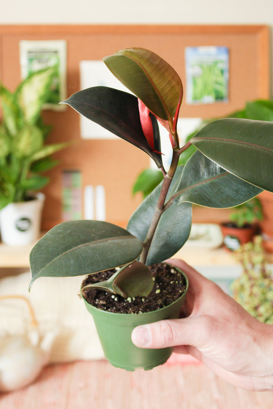 Ficus Burgundy Rubber Tree 4”