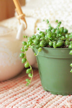 Load image into Gallery viewer, String of Pearls Succulent 4”
